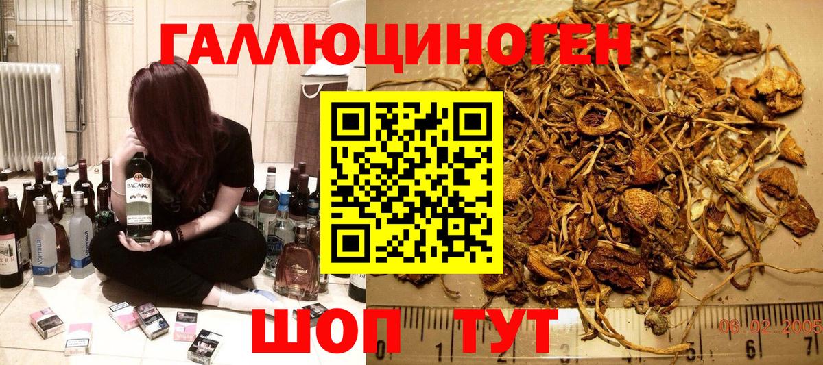 Галлюциногенные грибы Psilocybine cubensis Северобайкальск